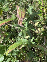 Symphyotrichum oblongifolium