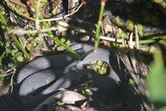 Nerodia fasciata confluens