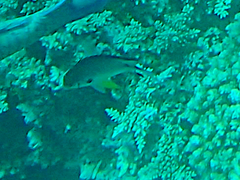 Amblyglyphidodon leucogaster