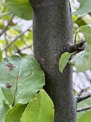 Malus coronaria
