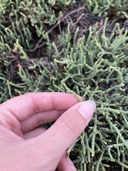 Salicornia