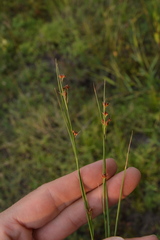 Rhynchospora globularis