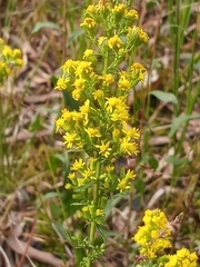 Solidago erecta