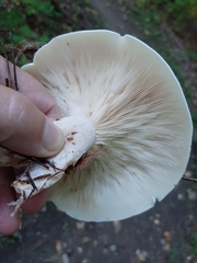 Clitocybe robusta