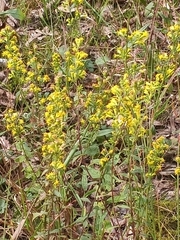 Solidago erecta
