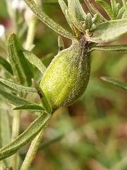 Neolasioptera perfoliata