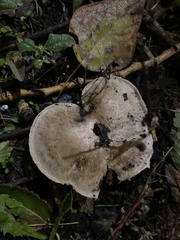 Agaricus campestris