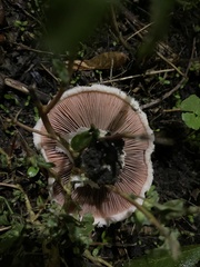 Agaricus campestris