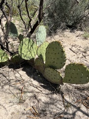 Opuntia orbiculata