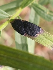 Asteromyia euthamiae