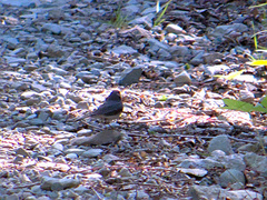 Junco hyemalis image
