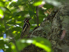 Sphyrapicus varius image