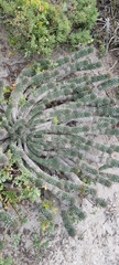 Euphorbia caput-medusae