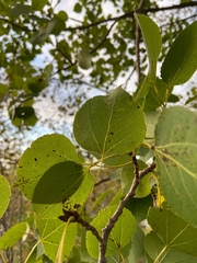 Populus tremuloides