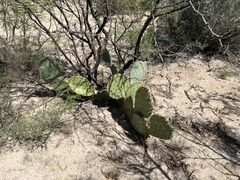Opuntia orbiculata