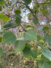 Populus tremuloides