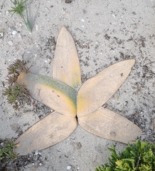 Brunsvigia orientalis