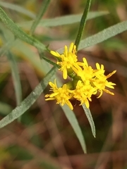 Euthamia caroliniana