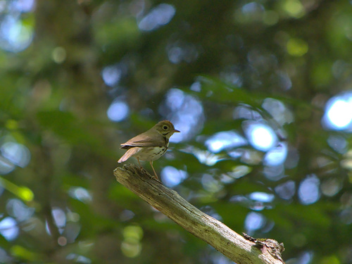 Seiurus aurocapilla image
