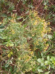 Euthamia caroliniana