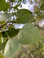 Populus tremuloides
