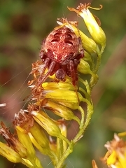 Neoscona arabesca