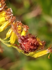 Neoscona arabesca