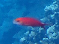 Pseudanthias squamipinnis