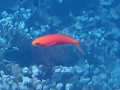 Pseudanthias squamipinnis