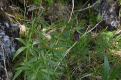 Fritillaria camschatcensis