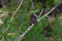 Fritillaria camschatcensis