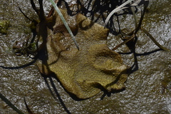 Chondracanthus exasperatus