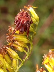 Neoscona arabesca