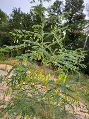 Sesbania vesicaria