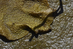 Chondracanthus exasperatus