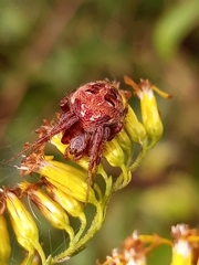 Neoscona arabesca
