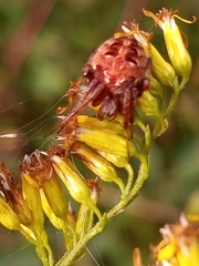 Neoscona arabesca