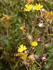 Hieracium