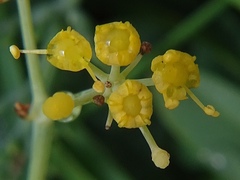 Apioideae