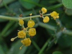 Apioideae