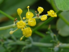 Apioideae