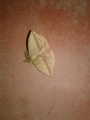 Hemileucini