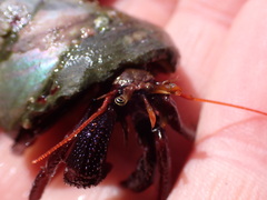Pagurus hemphilli