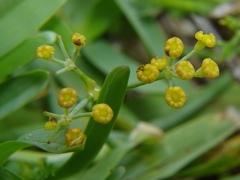 Apioideae