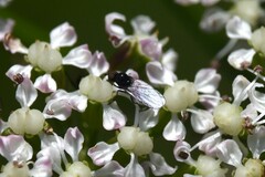 Empididae