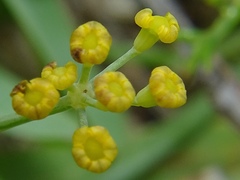 Apioideae
