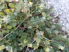 Petrosedum ochroleucum