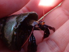 Pagurus hemphilli