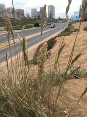 Poa cumingii