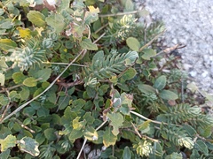 Petrosedum ochroleucum